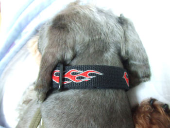 20060730_5.jpg
