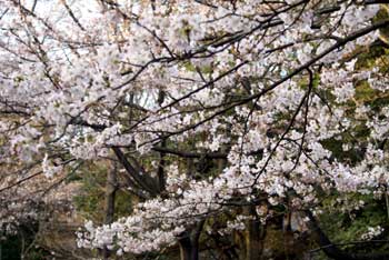20070329_1.jpg