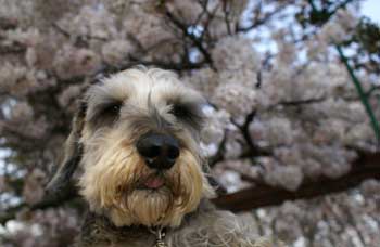 20070329_6.jpg