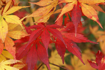 20081030_1.jpg