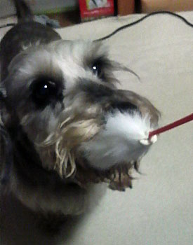 20090327_8.jpg