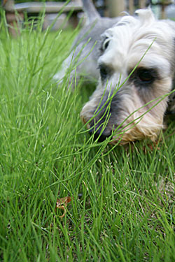 20090625_4.jpg