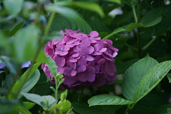 20090625_5.jpg