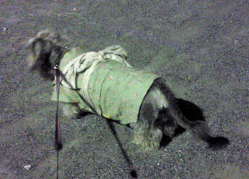20090726_3.jpg