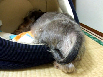 20060905_4.jpg