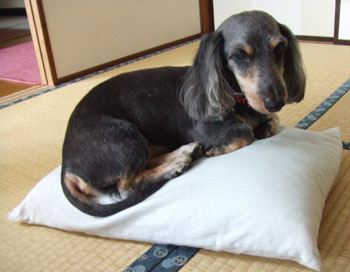 20060906_1.jpg