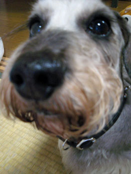 20080409_1.jpg