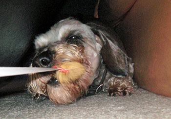 20080409_3.jpg