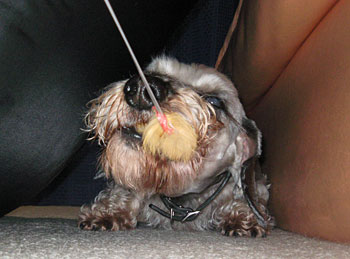 20080409_4.jpg