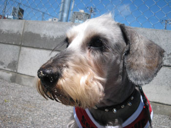 20080411_5.jpg
